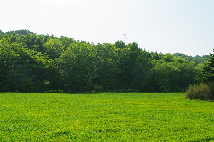 田んぼ